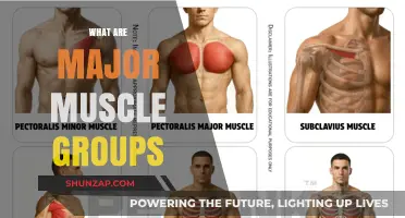 Understanding the Major Muscle Groups for Effective Strength Training