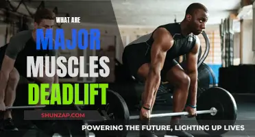 Deadlifts: Major Muscles and Their Functions