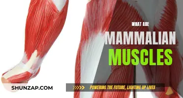 Muscles: The Power of Mammals