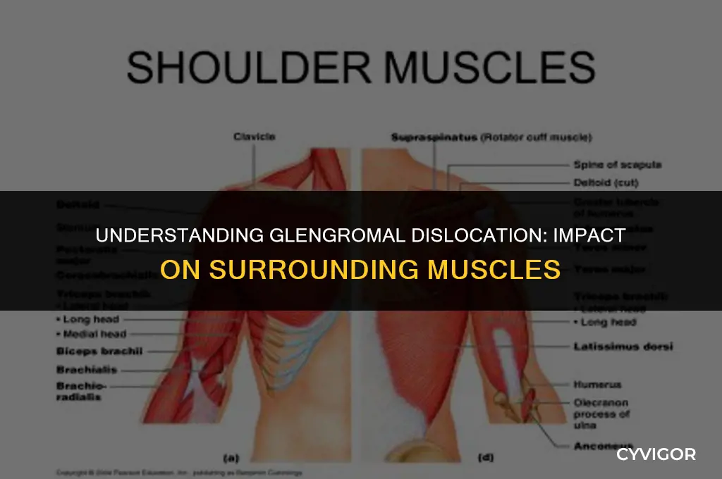 what are muscle affected wirh glengromal dislocation