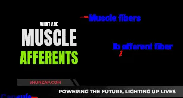 Understanding Muscle Afferents: The Science of Muscle Sensors