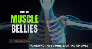 Understanding Muscle Anatomy: Uncover the Mystery of Muscle Bellies
