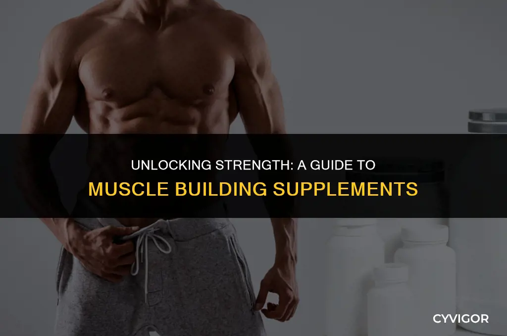 what are muscle building supplements