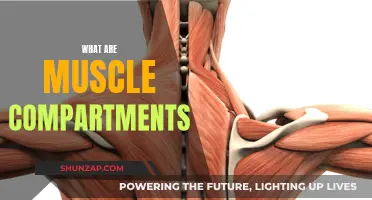 Understanding Muscle Compartments: Structure and Function