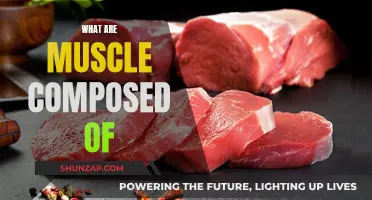 Muscle Anatomy: Exploring the Building Blocks of Muscles