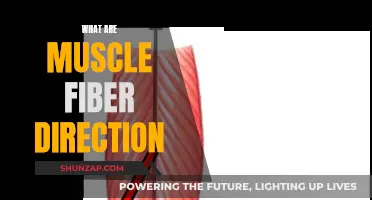 Understanding Muscle Fiber Direction and Function