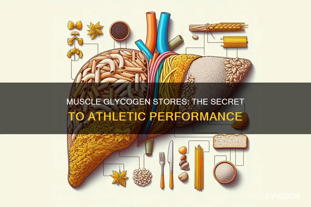 what are muscle glycogen stores