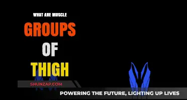 Understanding the Major Muscle Groups of the Thigh: A Comprehensive Guide