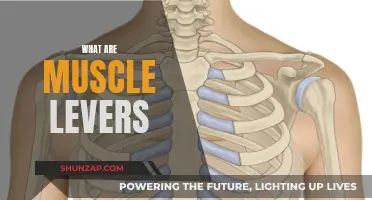Understanding Muscle Levers: How They Work