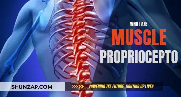 Understanding Muscle Proprioceptors: How They Work