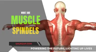 Understanding Muscle Spindles: Their Role and Function