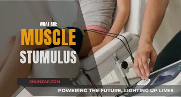Unlocking Muscle Growth: Stimulating Muscle Fibers