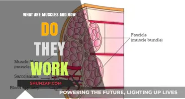 Understanding Muscles: Structure, Function, and How They Power Movement