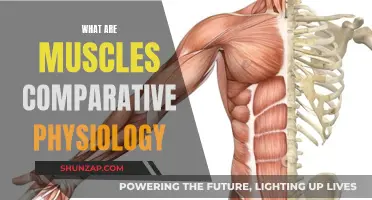 Muscle Physiology: A Comparative Study