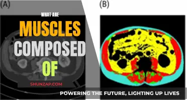 Muscle Anatomy: Understanding the Composition of Muscles
