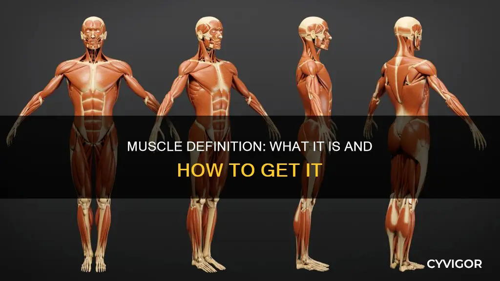 what are muscles definition