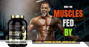 Muscle Fuel: What Should You Feed Your Muscles?