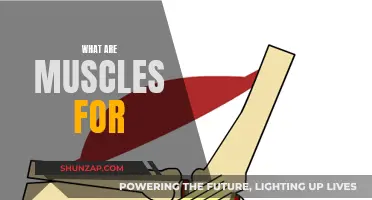 Muscles: Understanding Their Function and Purpose
