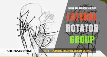 Understanding the Lateral Rotator Group: Muscles and Functions Explained