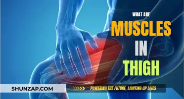 Thigh Muscles: What Are They?