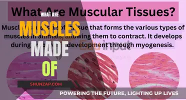 Muscle Makeup: Understanding the Building Blocks of Muscles