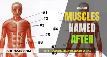 Names of Muscles: A Historical Perspective
