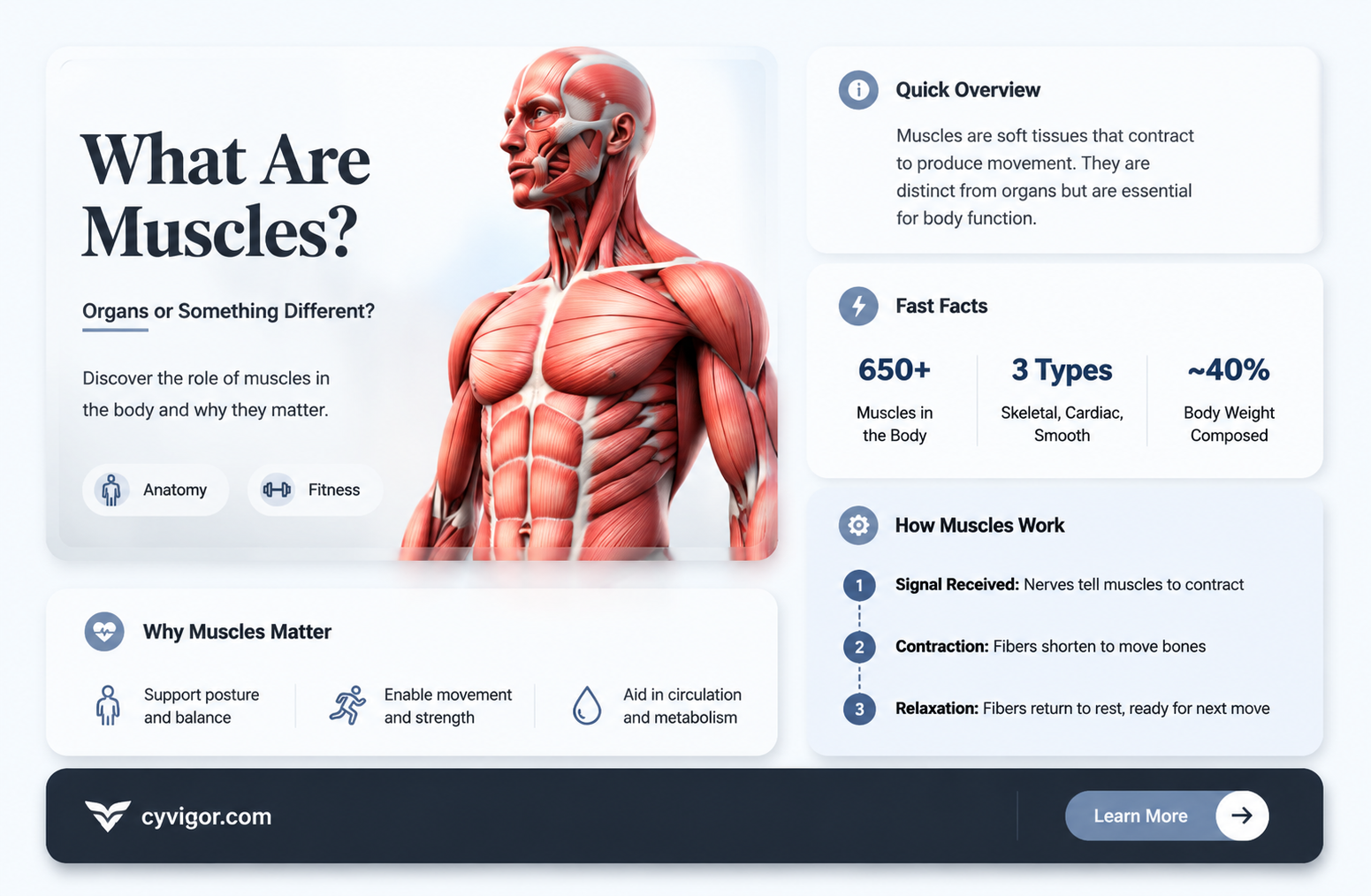 are individual muscles considered organs