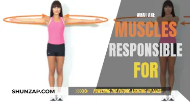 Muscles: The Power Behind Movement and Posture