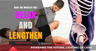 Understanding Muscles: How They Relax and Lengthen for Flexibility