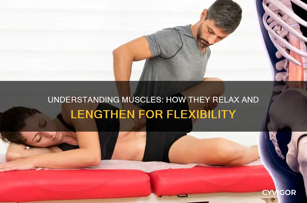 what are muscles that relax and lengthen