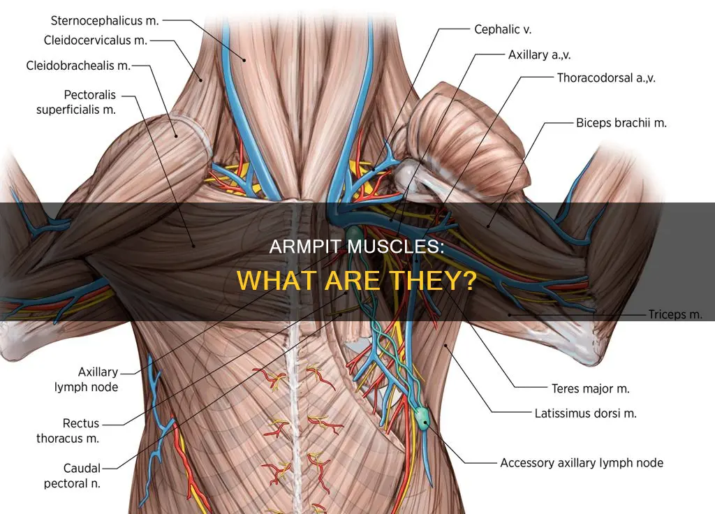 what are muscles underarmpit
