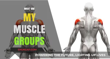 Understanding Your Muscle Groups: A Comprehensive Guide to Targeted Training
