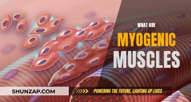 Understanding Myogenic Muscles: Their Unique Properties and Functions