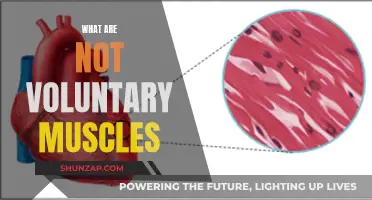 Understanding the Nature of Involuntary Muscles