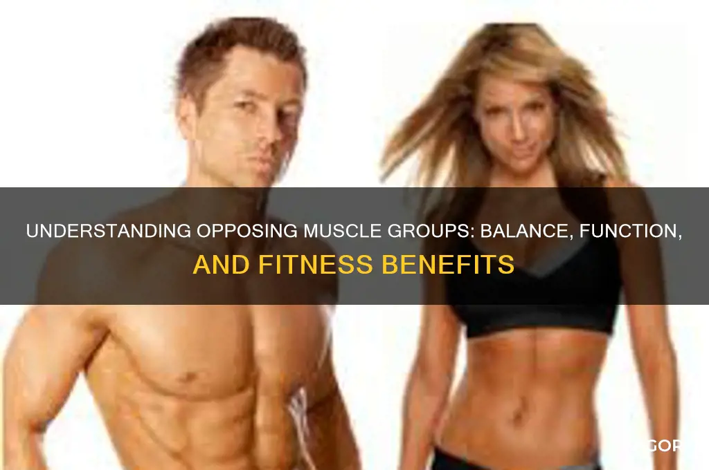what are opposing muscle groups