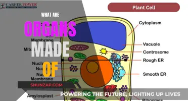 The Building Blocks of Organs: What Are They?