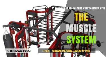 Muscle System Synergy: Exploring Organs That Collaborate for Optimal Function