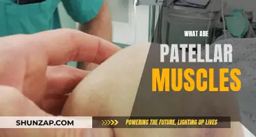 Patellar Muscles: What Are They?