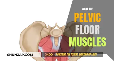 Pelvic Floor Muscles: What Are They and Why Do They Matter?