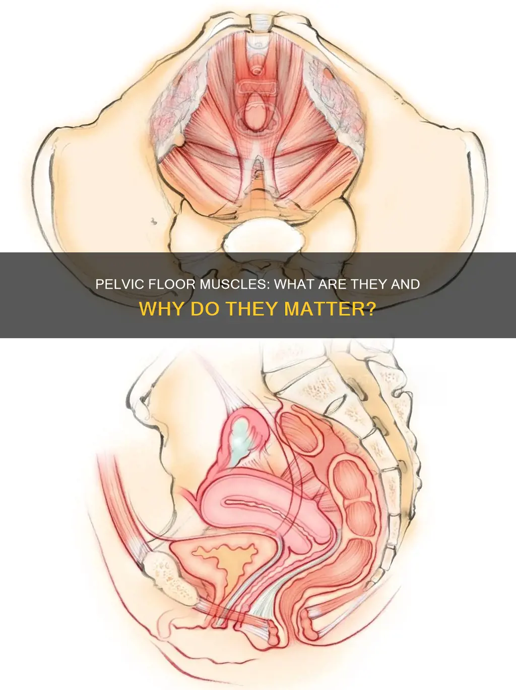 what are pelvic floor muscles