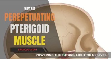 Unraveling the Mystery of Perpetuating Pterygoid Muscles