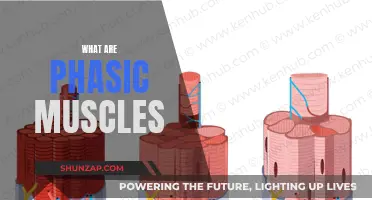 Phasic Muscles: Understanding Their Unique Function and Role