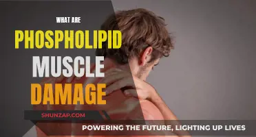 Muscle Health: Understanding Phospholipid Damage