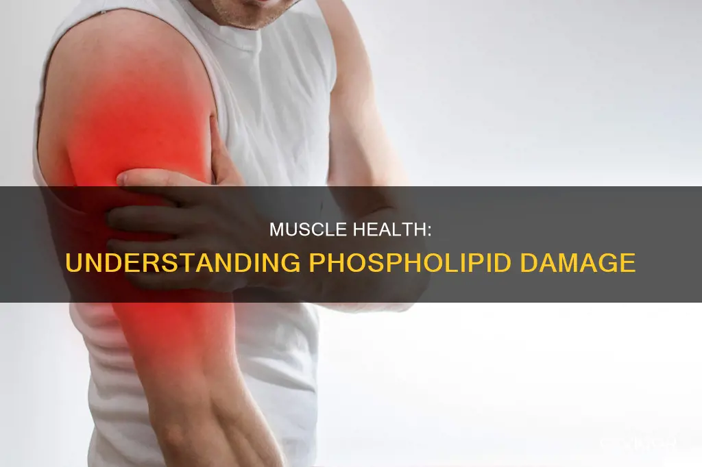 what are phospholipid muscle damage