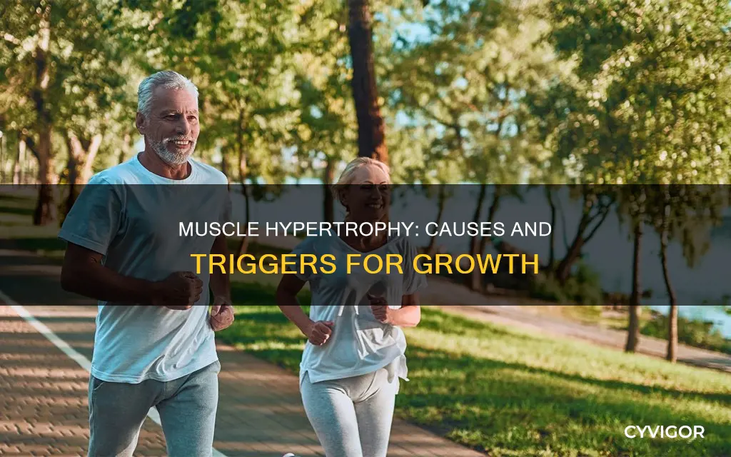 what are possible causes of muscle hypertrophy