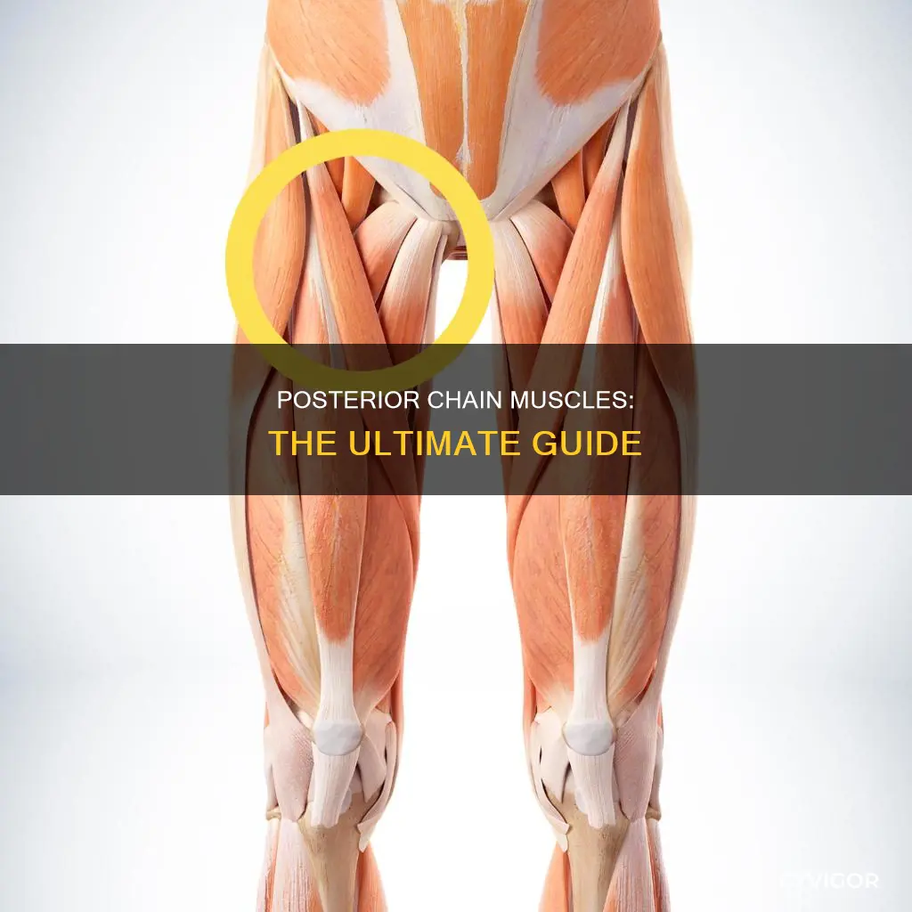 what are posterior chain muscles