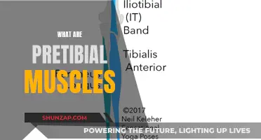 Understanding Pretibial Muscles: Their Function and Role