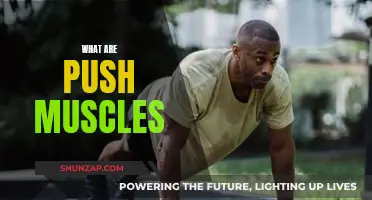 Push Muscles: The Ultimate Guide to Understanding Them