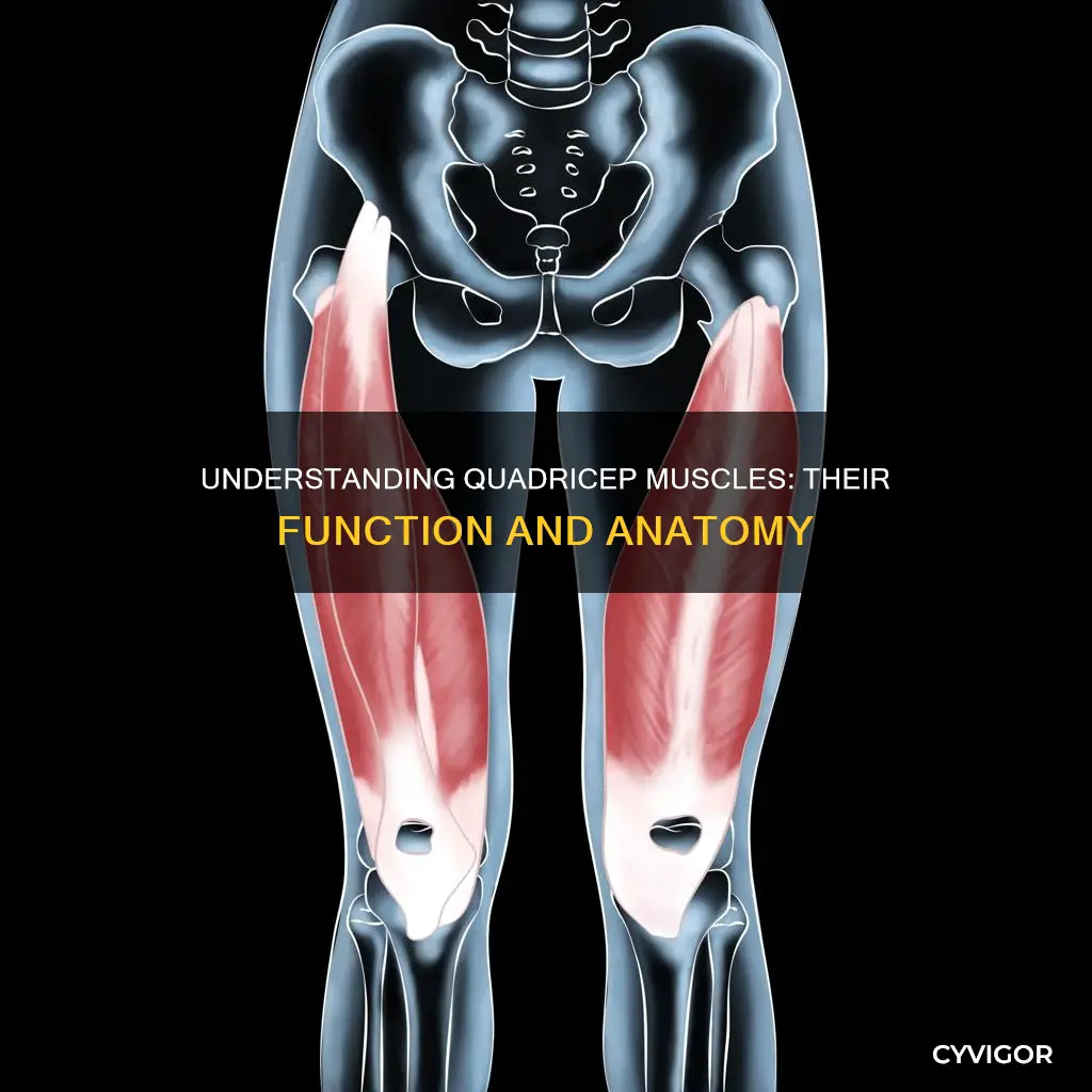 what are quadricep muscles