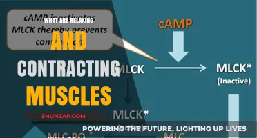 Understanding Muscle Relaxation and Contraction: A Comprehensive Guide